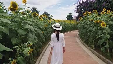 夏天白衣女性向日葵花海视频素材视频的预览图